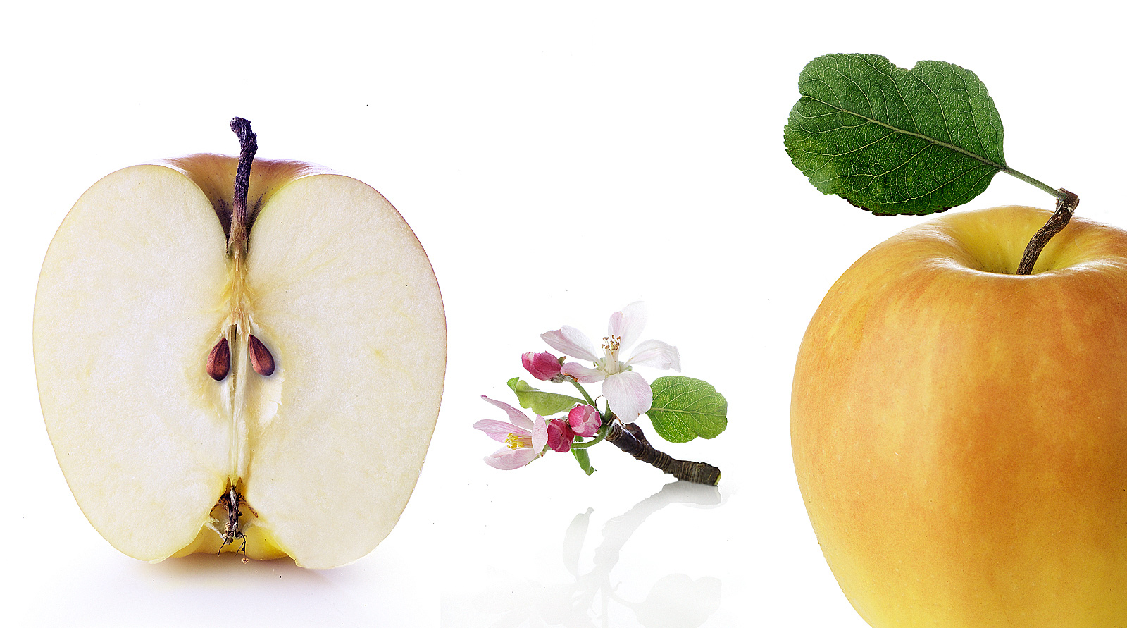 Apple- Apple slices- Apple halves- Fuji apples-  Henrique Du Tiel