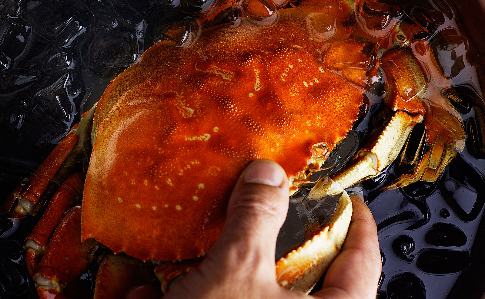 Dungeness crab- Seafood-Crab- Best food photography