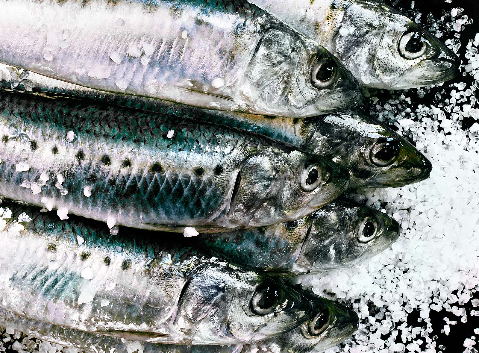 Sardinhas-Sardines-Sardinhada-Best food photography. 